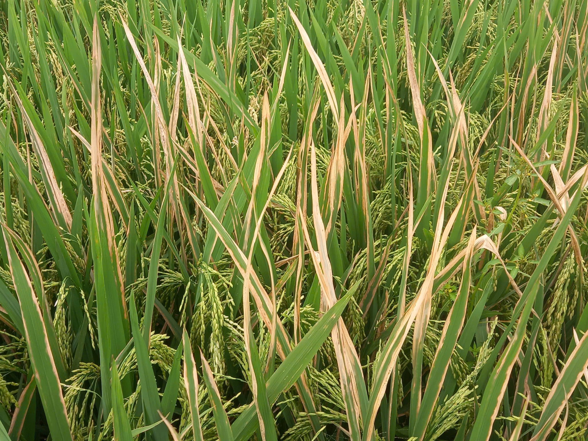 TB về tình hình và hướng dẫn cách phòng trừ bệnh bạc lá và khô vằn ở lúa